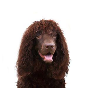 Petland Woodlands, TX Irish Water Spaniel