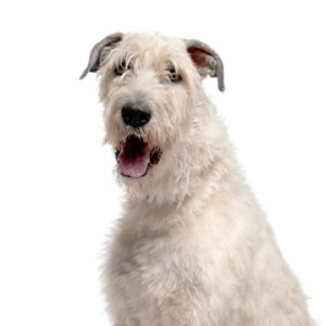 Petland Woodlands, TX Irish Wolfhound
