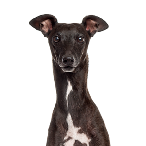 Petland Woodlands, TX Italian Greyhound