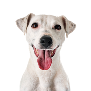 Petland Woodlands, TX Jack Russell Terrier