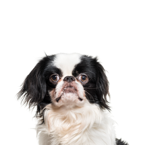 Petland Woodlands, TX Japanese Chin