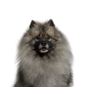 Petland Woodlands, TX Keeshond