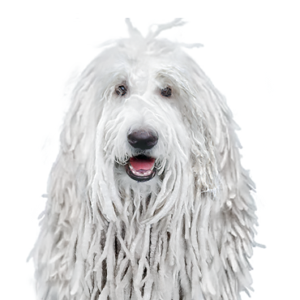 Petland Woodlands, TX Komondor