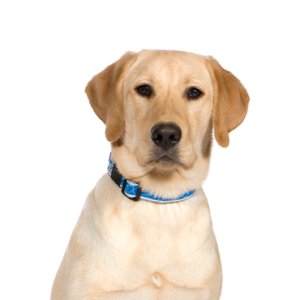 Petland Woodlands, TX Labrador Retriever