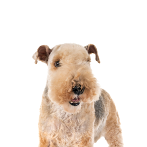 Petland Woodlands, TX Lakeland Terrier