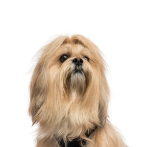 Petland Woodlands, TX Lhasa Apso