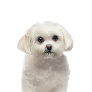Petland Woodlands, TX Maltese