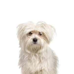 Petland Woodlands, TX Maltipom