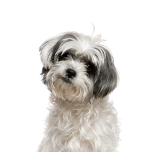 Petland Woodlands, TX Malshi