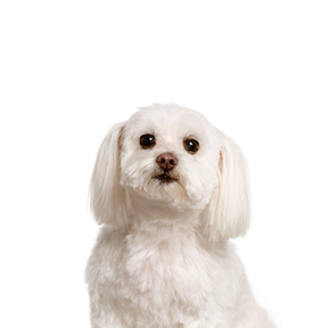 Petland Woodlands, TX Maltichon