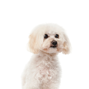 Petland Woodlands, TX Maltipoo