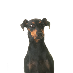 Petland Woodlands, TX Manchester Terrier