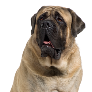 Petland Woodlands, TX Mastiff
