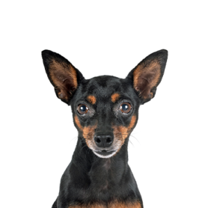 Petland Woodlands, TX Miniature Pinscher