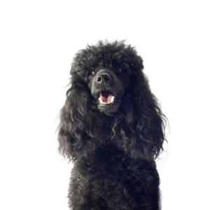 Petland Woodlands, TX Miniature Poodle