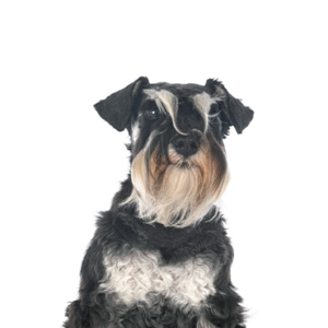 Petland Woodlands, TX Miniature Schnauzer