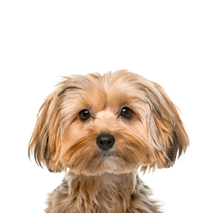 Petland Woodlands, TX Morkie