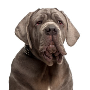 Petland Woodlands, TX Neapolitan Mastiff