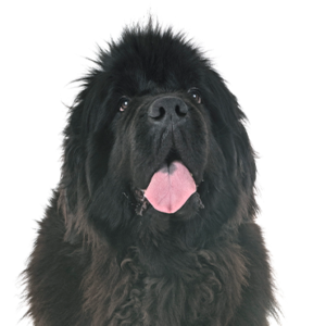Petland Woodlands, TX Newfoundland