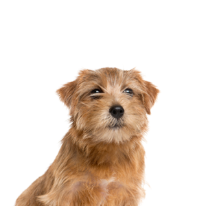 Petland Woodlands, TX Norfolk Terrier