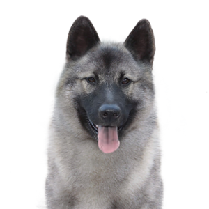 Petland Woodlands, TX Norwegian Elkhound
