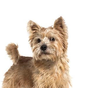 Petland Woodlands, TX Norwich Terrier