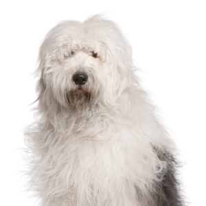 Petland Woodlands, TX Old English Sheepdog