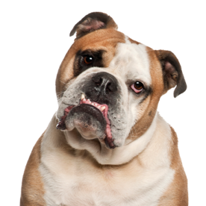 Petland Woodlands, TX Olde English Bulldogge