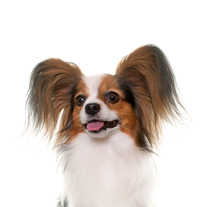 Petland Woodlands, TX Papillon