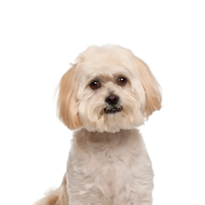 Petland Woodlands, TX Peekapoo