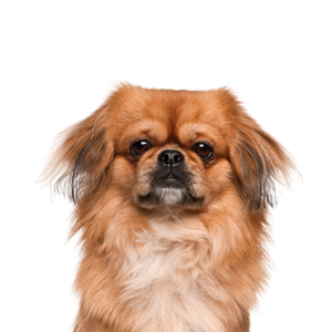 Petland Woodlands, TX Pekingese