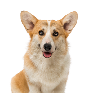 Petland Woodlands, TX Pembroke Welsh Corgi