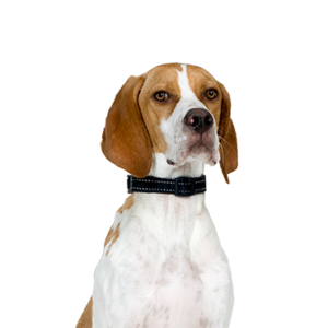 Petland Woodlands, TX Pointer