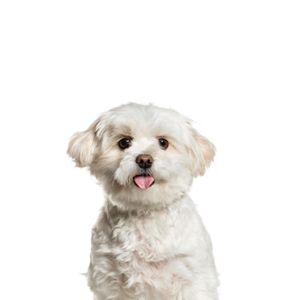 Petland Woodlands, TX Pomapoo