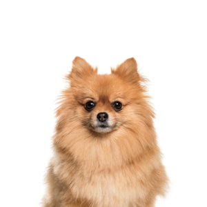 Petland Woodlands, TX Pomeranian