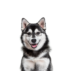 Petland Woodlands, TX Pomsky