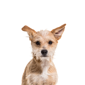 Petland Woodlands, TX Chipoo