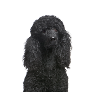 Petland Woodlands, TX Poodle