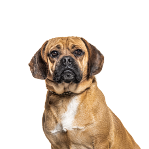 Petland Woodlands, TX Puggle