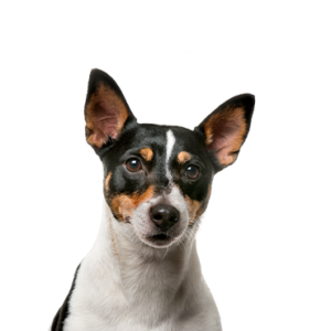 Petland Woodlands, TX Rat Terrier
