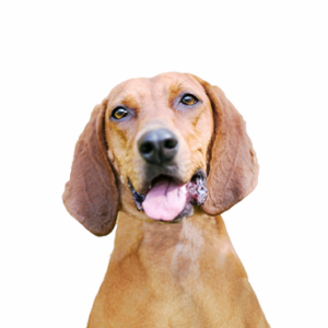 Petland Woodlands, TX Redbone Coonhound