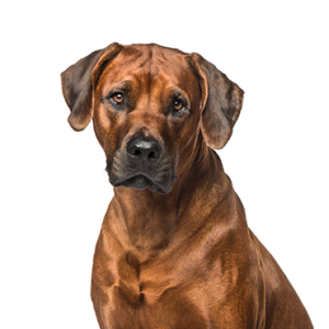 Petland Woodlands, TX Rhodesian Ridgeback
