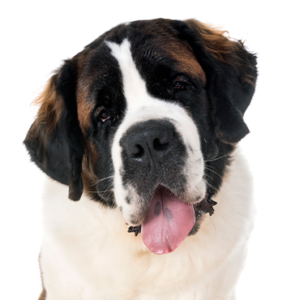 Petland Woodlands, TX Saint Bernard