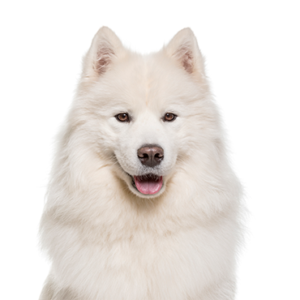 Petland Woodlands, TX Samoyed