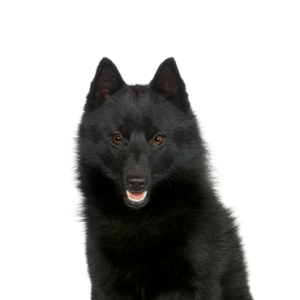 Petland Woodlands, TX Schipperke