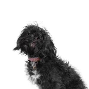 Petland Woodlands, TX Schnoodle
