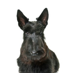 Petland Woodlands, TX Scottish Terrier