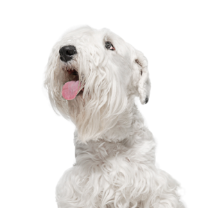 Petland Woodlands, TX Sealyham Terrier