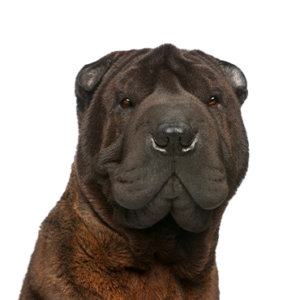 Petland Woodlands, TX Shar-Pei
