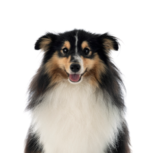 Petland Woodlands, TX Shetland Sheepdog